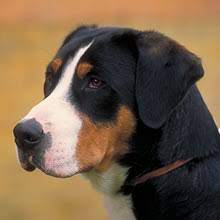 Maybe you would like to learn more about one of these? Puppyfind Greater Swiss Mountain Dog Puppies For Sale