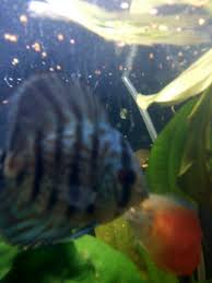 Maybe you would like to learn more about one of these? Blue Black Striped Discus Discus Fish Fish Pet Freshwater Fish