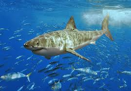Great white shark attacks most great white attacks are not fatal. Asknature Biological Strategy Organs Detect Electrical Currents