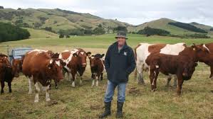 Catlins Farm Blends Beef And Native Bush Stuff Co Nz