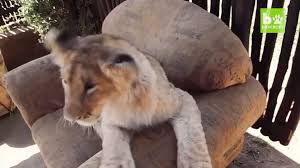 Pin By Bella Anders On Lmao Zoo Animals Funny Animal Fails Monkeys Funny Animals