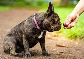 Hand Feeding Your Dog Benefits Of Feeding Your Puppy By Hand