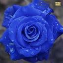 رز آبی، انتخابی متفاوت و زیبا | گل گیفت