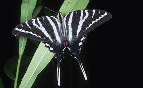 Maybe you would like to learn more about one of these? Zebra Swallowtail