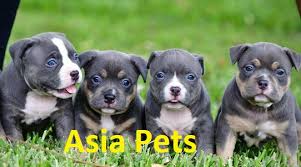 Shivappa mailar on april 29, 2020: American Bully For Sale Puppy For Sale In Delhi Ncr At Best Price
