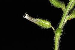 Image result for Cerastium glomeratum