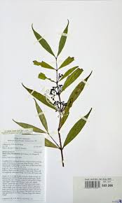 Image result for Memecylon sp. C