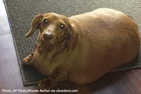 Fat dog on sand (i.redd.it). Fat Dog Bedtime Math