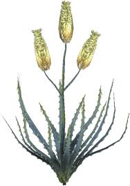 Image result for Tephrosia nyikensis