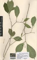 Image result for Rauvolfia mannii