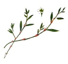 Image result for Polygonum aviculare