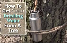 How To Tap Drinking Water From A Tree Drinking Water Survival Food Survival Supplies