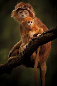 شوف صور جديده صوره القرد وامه Animals Animals Beautiful Cute Baby Animals