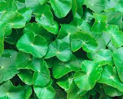 Image result for Centella asiatica