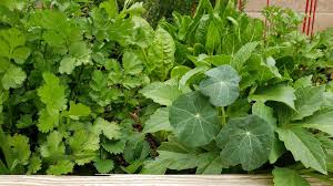 And it corrects clay soil by making it looser, so air, water, and roots all can penetrate. How To Refresh Garden Soil For Immediate Planting Lubba Lubba