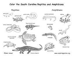 See more ideas about coloring pages, animals coloring pages, vector format. Reptile Amphibian Coloring Pages Google Search Amphibians Reptiles Mammals