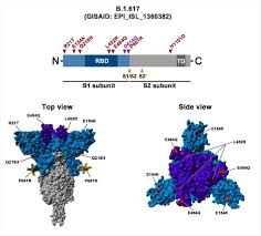 Select picture or schematic to display. Indian Sars Cov 2 Variant Shows Enhanced Host Cell Entry And Immune Evasion