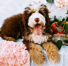 Sorry, we have no available puppies check back in january/february. Bernedoodle For Sale Near Me Posts Facebook