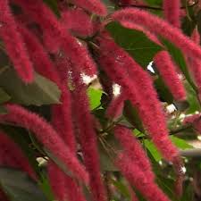 Image result for Acalypha hispida