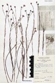 Image result for Dewildemania