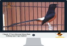 Sering ditempel atau digantang berdekatan dengan. Simak 17 Cara Merawat Murai Batu Mabung Agar Cepat Ambrol