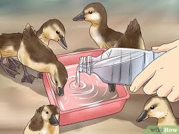 Eggs are available between april and august. How To Feed Wild Baby Ducks 11 Steps With Pictures Wikihow