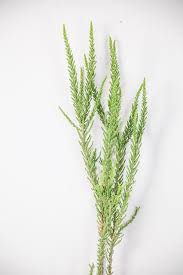 Image result for Fabiana imbricata