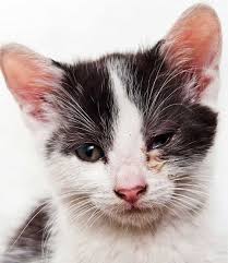 Kedilerin Calicivirus Feline Calicivirus Enfeksiyonu Fcv Kediler Vetrehberi
