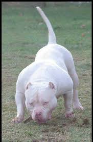 Good Lawd Kopek Turleri Pitbull Yavru Kopek