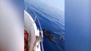 Gli animali, con l'aiuto dei mitilicoltori, sono riusciti ad arrampicarsi sugli scogli. Yh1wdlchuuixnm