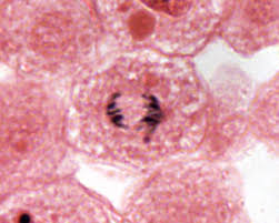 In animal cells, anaphase b begins soon after the chromatids split and terminates when the spindle has grown to approximately twice the metaphase length. Cell Cycle And Mitosis Laboratory Notes For Bio 1003
