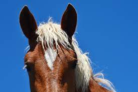 Nous avons les meilleures robe ceremonie femme 2021 en vente. Cheval Comtois Cheval De Trait Comtois Jura Tourisme