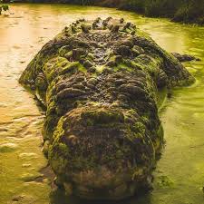 Animal Lover On Instagram The Ultimate Staring Competition With This Monster Croc Follow Wilderness Ph In 2020 Animal Lover Nature Animals Animals Beautiful