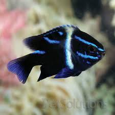 Black And White Striped Saltwater Fish Florida Neon Velvet Damsel Saltwater Aquarium Fish Salt Water Fish Saltwater Aquarium