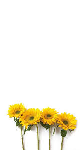 With a name that comes from the sun, these flowers are sure to add a bright and fun feel as background imagery. Pin By Poonampaliwal On Diversos Sunflower Wallpaper Sunflowers Background Leaves Wallpaper Iphone