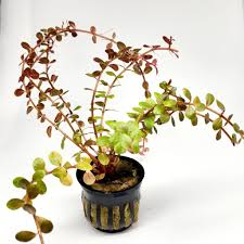 Image result for Rotala submersa