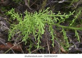 Image result for Lycopodiella cernua