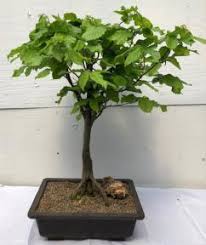 We did not find results for: European Hornbeam Bonsai Tree Carpinus Betulus Columnaris Nana