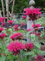 Bee Balm Beautiful Flowers Pretty Flowers Colorful Plants