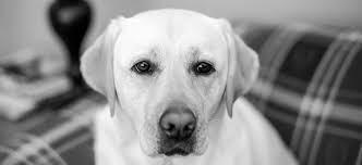 We did not find results for: Riverside Animal Clinic Home
