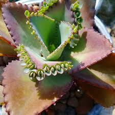 Image result for Kalanchoe pinnata