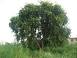 Image of Which is state tree of Punjab?
