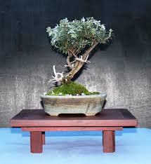Image result for rosemary bonsai