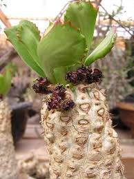 Image result for Euphorbia plenispina