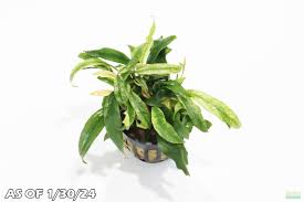 Image result for Hyparrhenia barteri