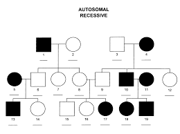 If theres one good reason to do the sniff test its this. Autosomal Recessive Pedigree Chart Biology Notes Genetics
