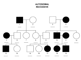 I1, ii2, ii3, ii7, iii3 2. Autosomal Recessive Pedigree Chart Biology Notes Genetics