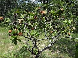 Image result for Protea welwitschii