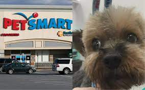 Search for a rescue dog, puppy, cat, kitten, small pet or horse. Investigation Finds 47 Dogs Died After Grooming At Petsmart Over Past Decade Cbs News