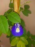 Image result for Clitoria kaessneri